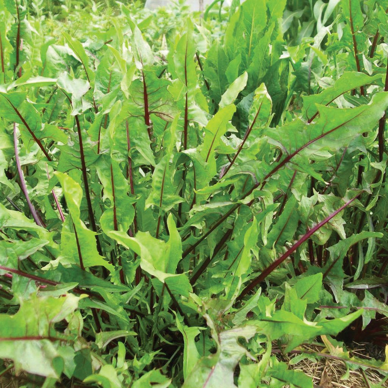 Italian Dandelion