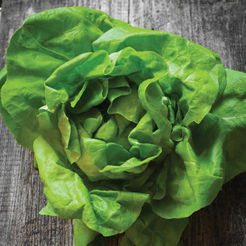 Bibb Butterhead Lettuce