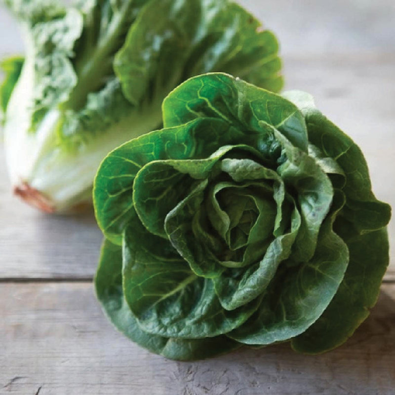 Little Gem Butterhead Lettuce