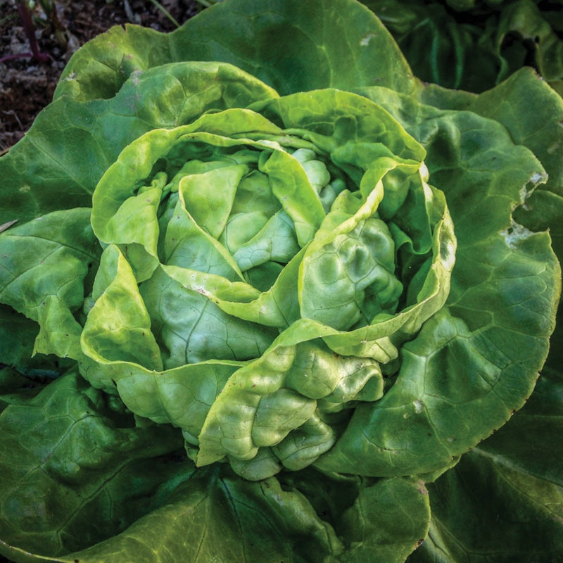 Buttercrunch Lettuce