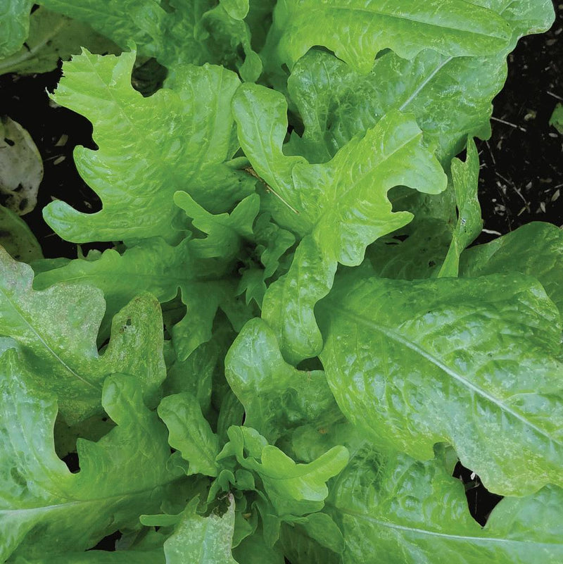 Oakleaf Lettuce