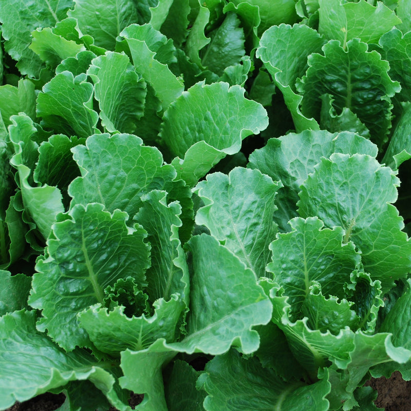 Crisp Mint Lettuce