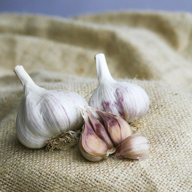 Metechi (Hardneck) Garlic