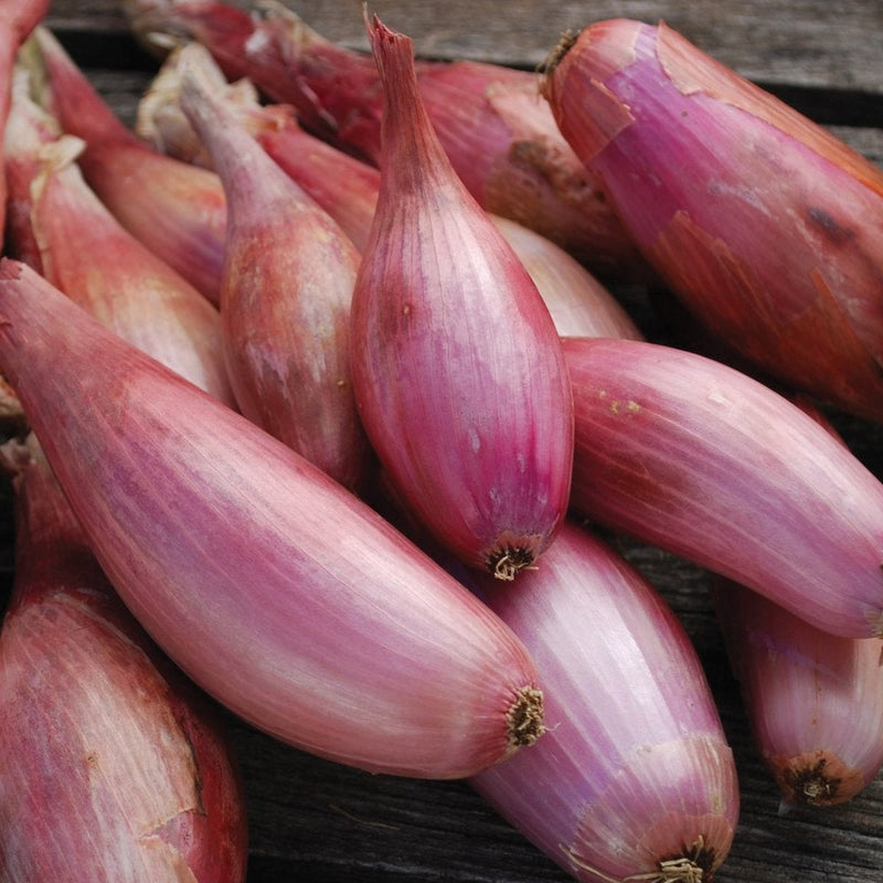 Zebrune Shallot