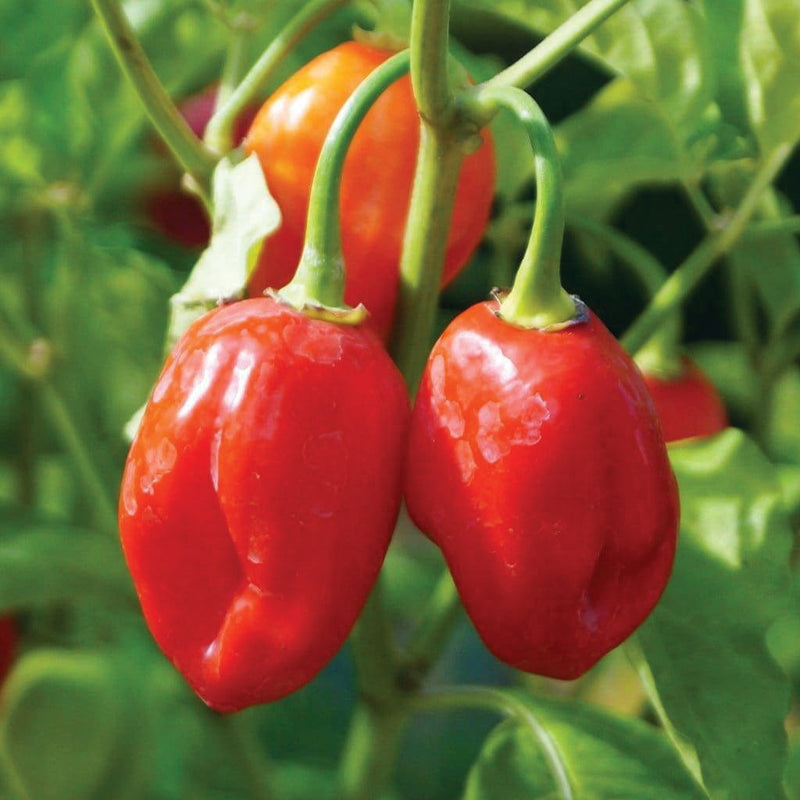 Caribbean Red Habanero Pepper