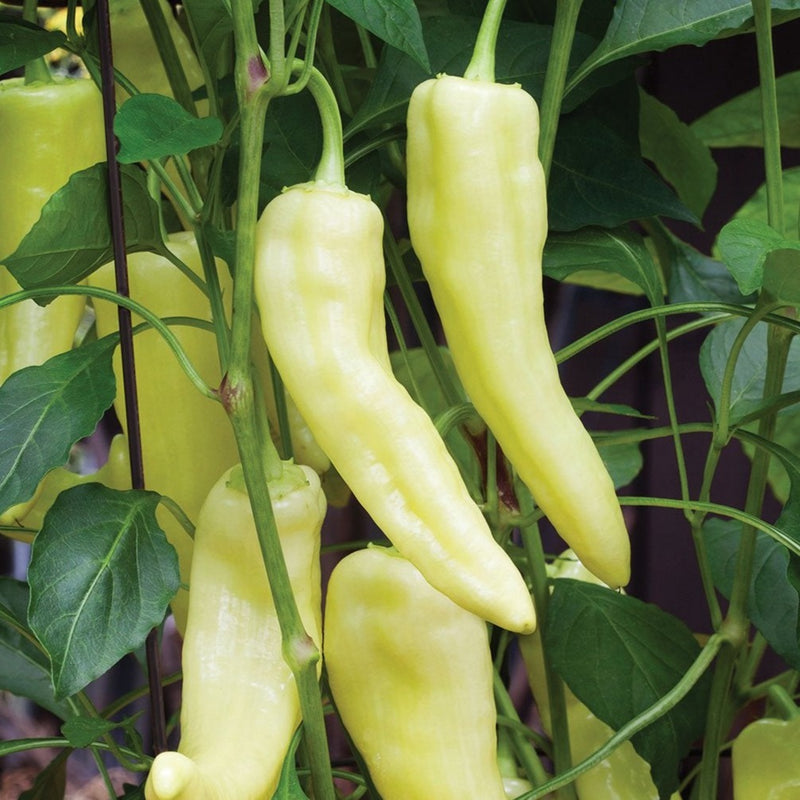 Sweet Banana Pepper