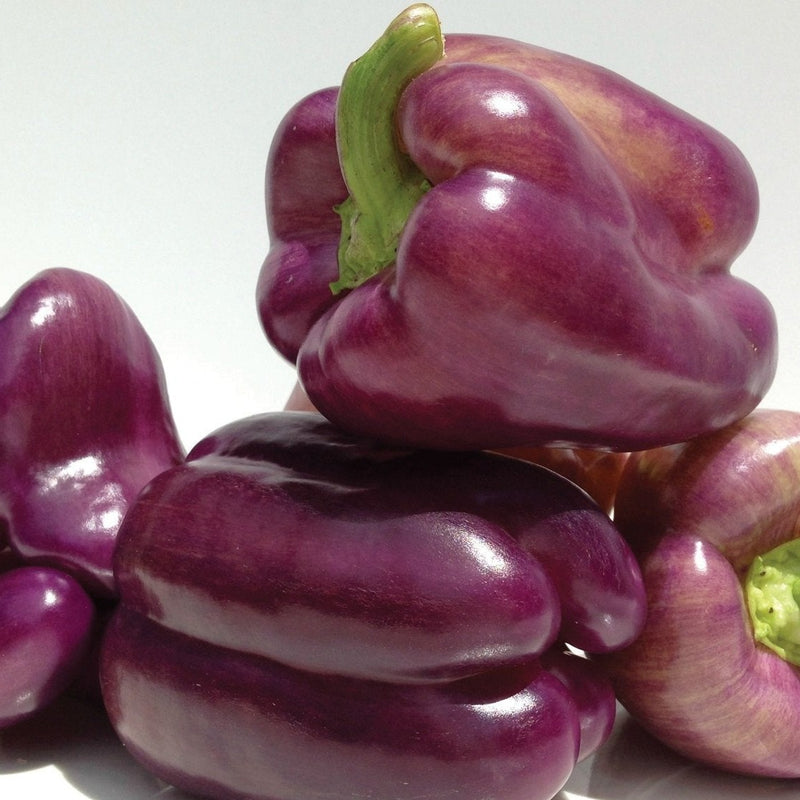 Purple Beauty Bell Pepper