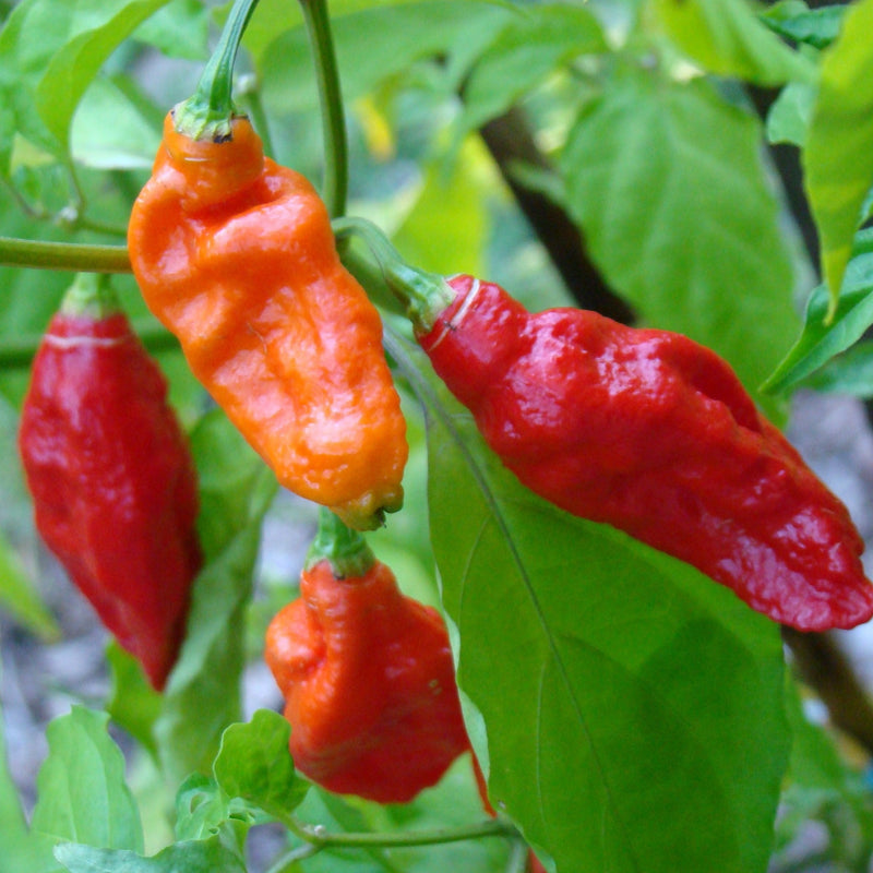 Bhut Jolokia Ghost Pepper