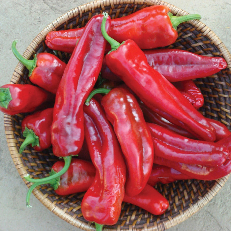 Giant Marconi Pepper