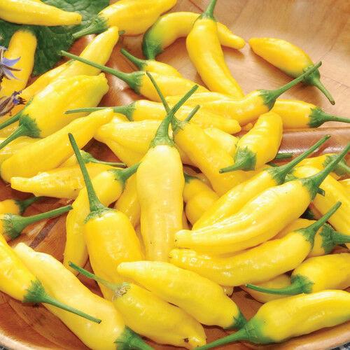 Lemon Drop Aji Pepper