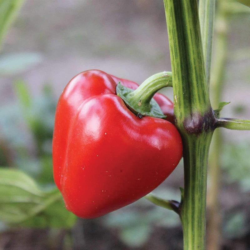 Pimento L Pepper