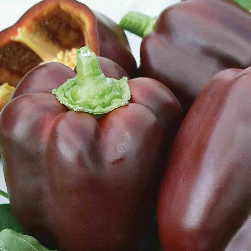 Chocolate Beauty Bell Pepper