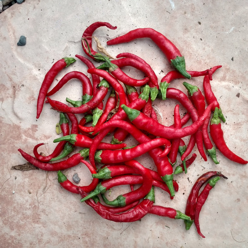 Cayenne Long Slim Pepper