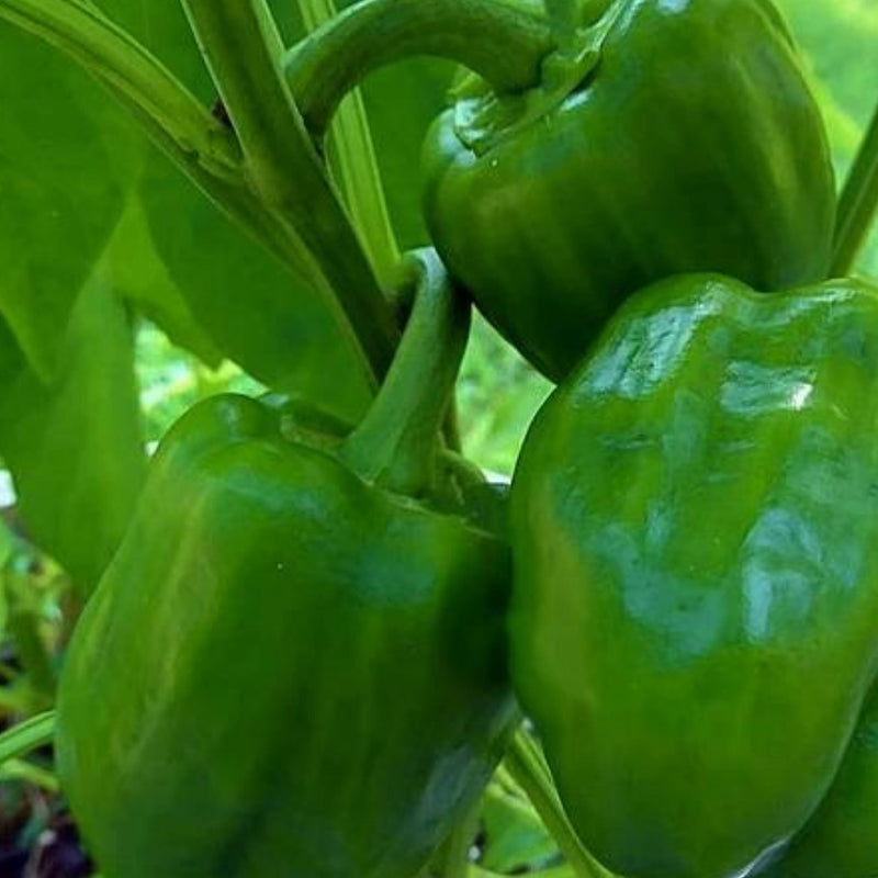 Emerald Giant Bell Pepper