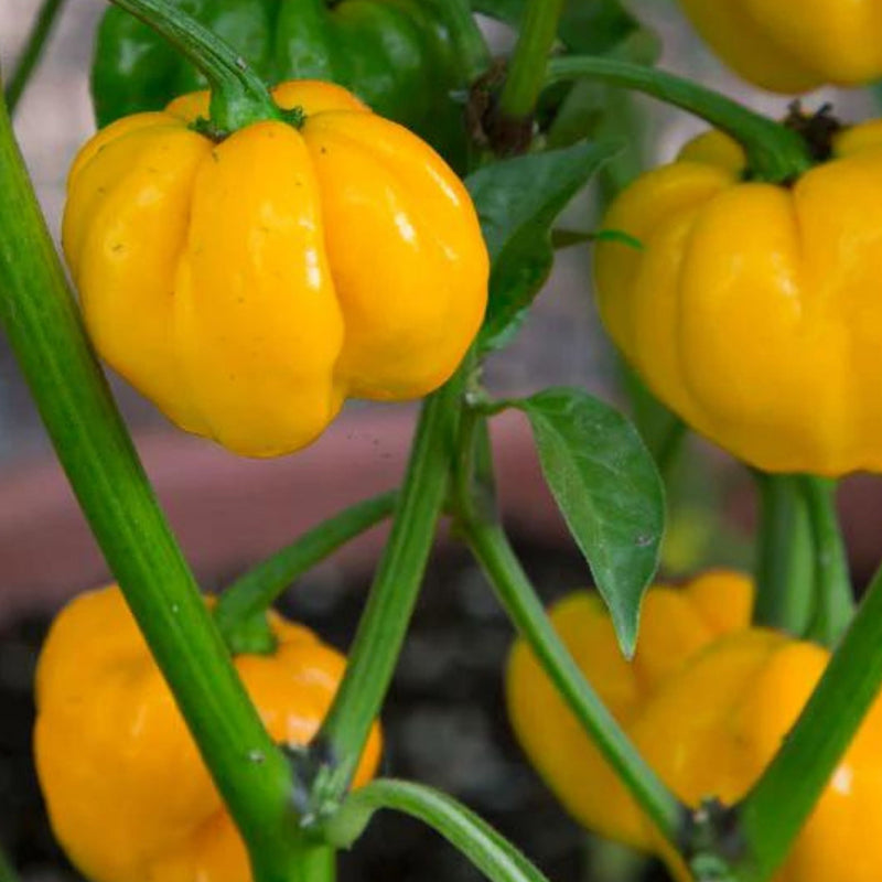 Jamaican Yellow Mushroom Pepper