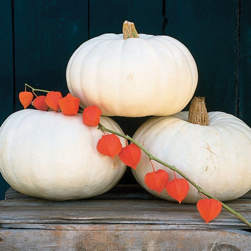 Valenciano Pumpkin