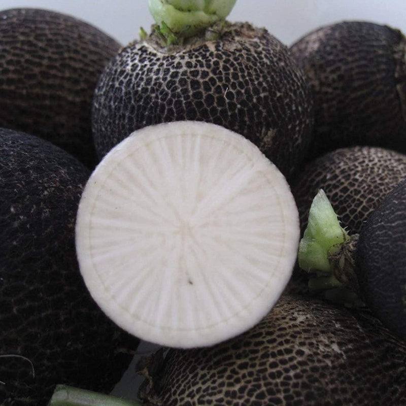 Black Spanish Radish