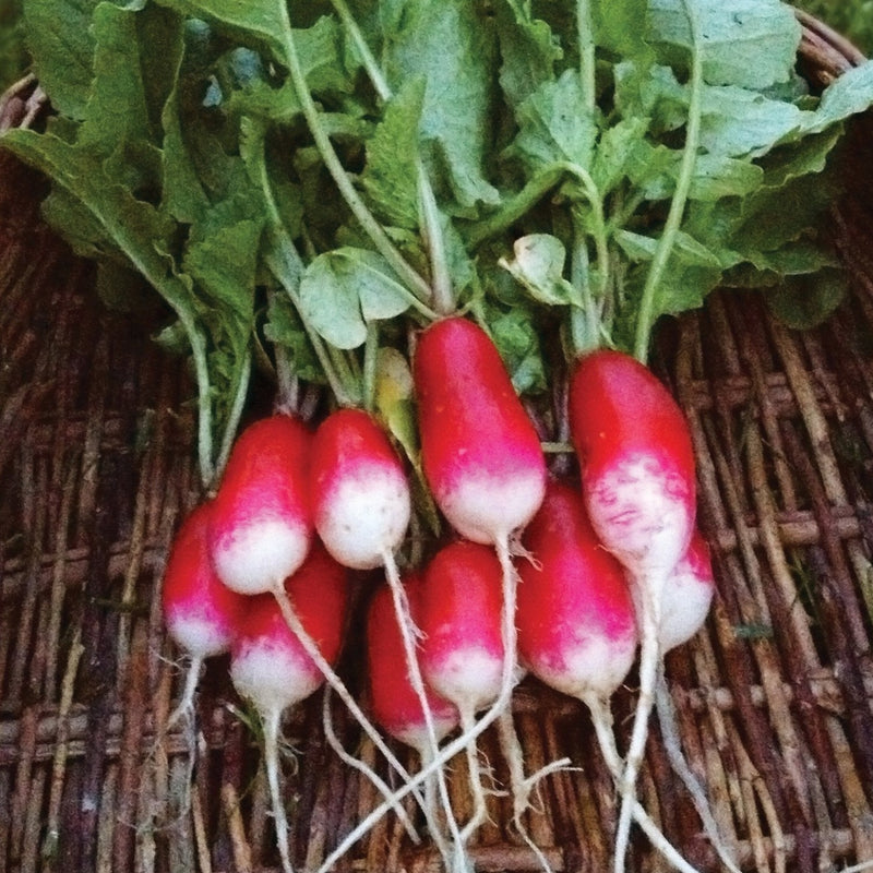 French Breakfast Radish