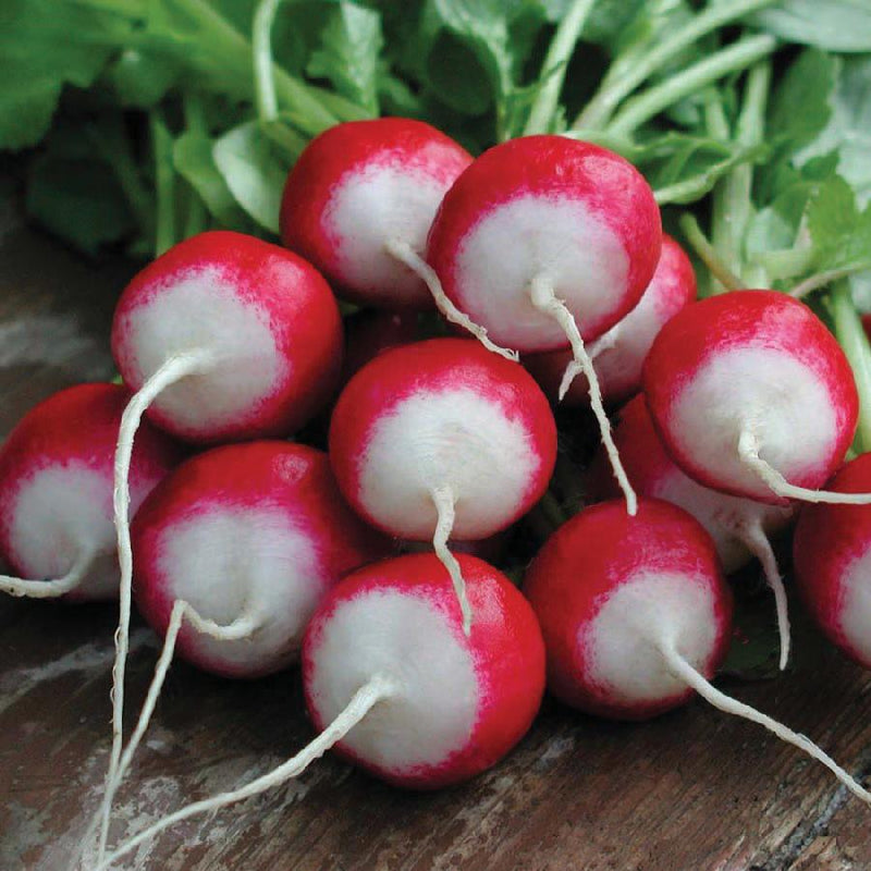 Sparkler White Tip Radish