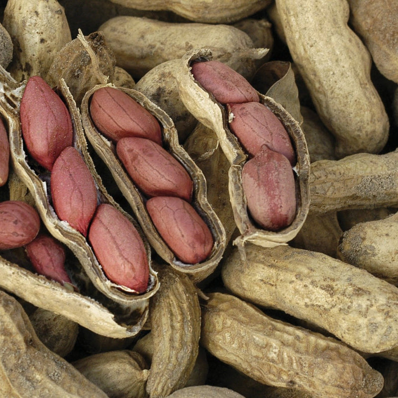 Virginia Peanut