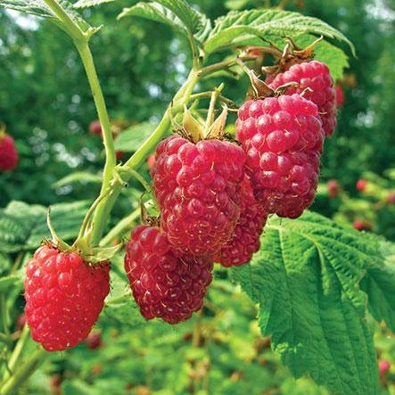 Heritage Raspberry