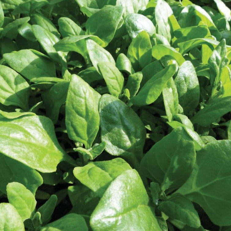 New Zealand Spinach