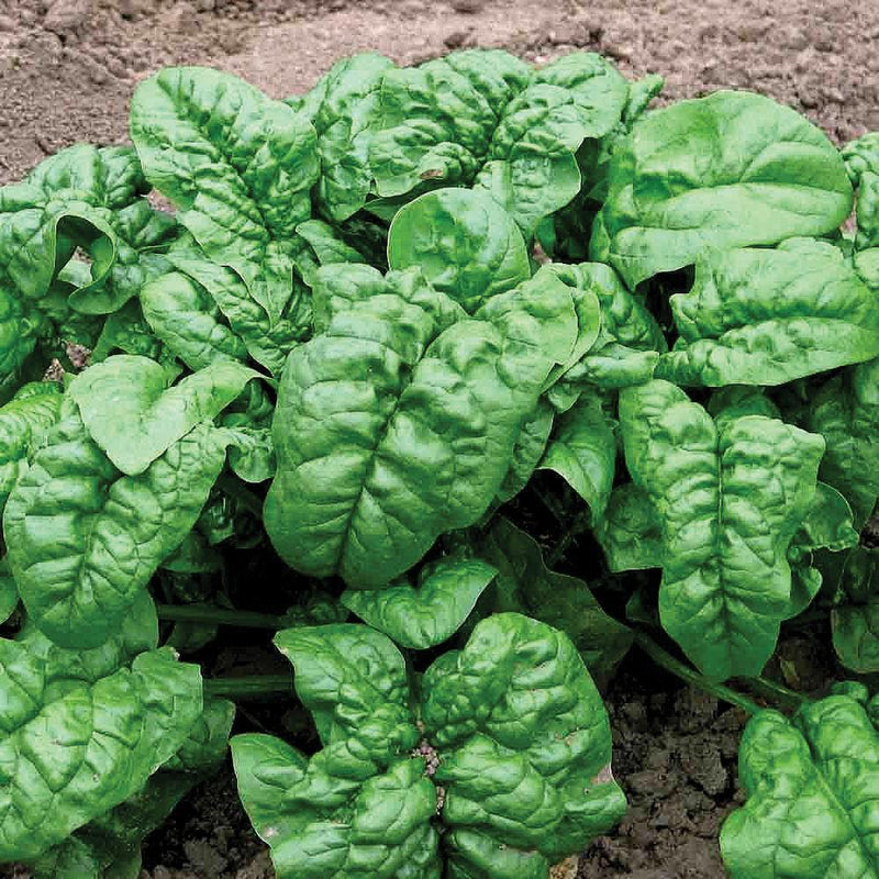 Giant Nobel Spinach