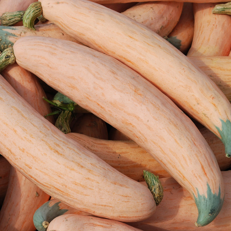 North Georgia Candy Roaster Squash