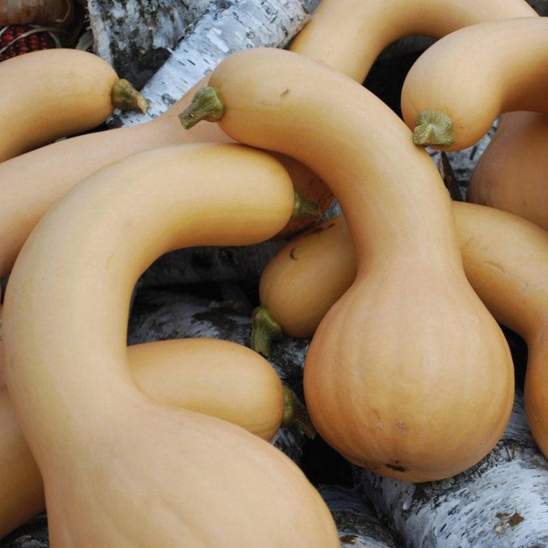 Butterneck Squash