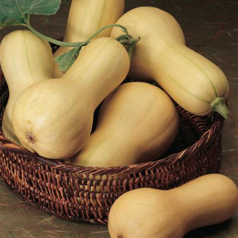 Butterbush Squash