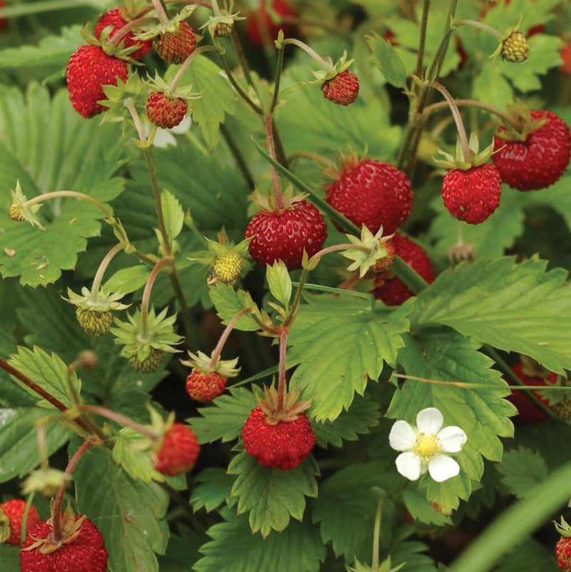 Alexandria Strawberry (Everbearing) seeds