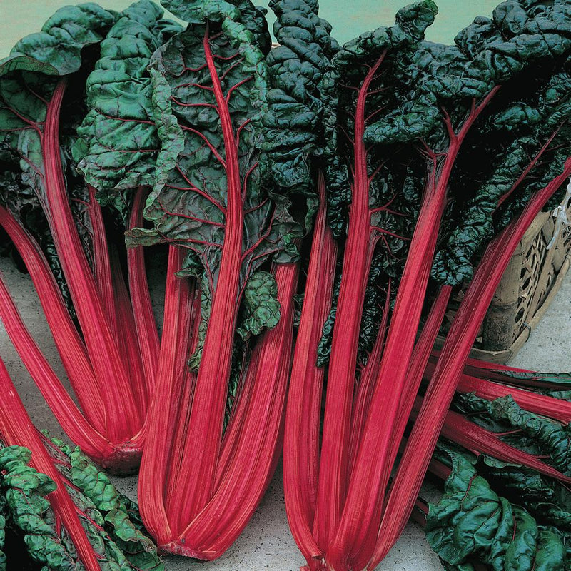 Ruby Red Swiss Chard