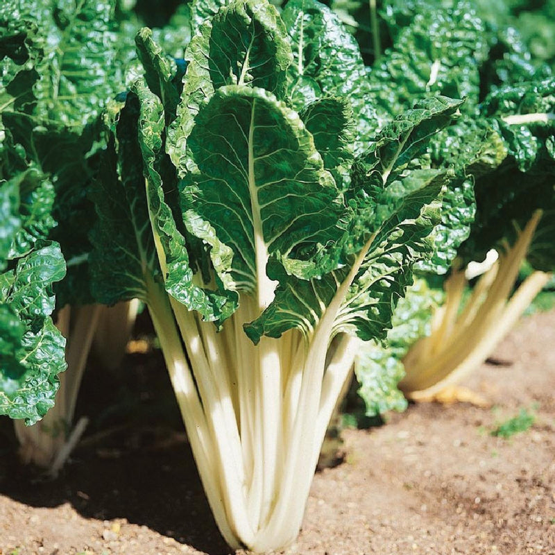 Lucullus Swiss Chard