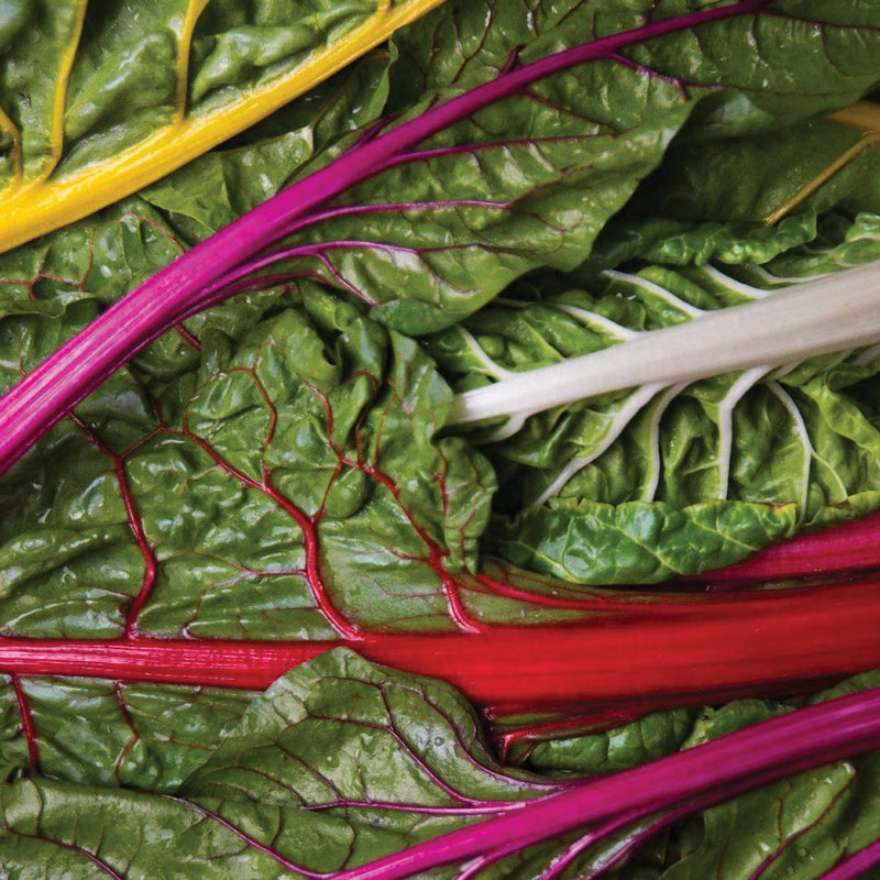 Rainbow Swiss Chard