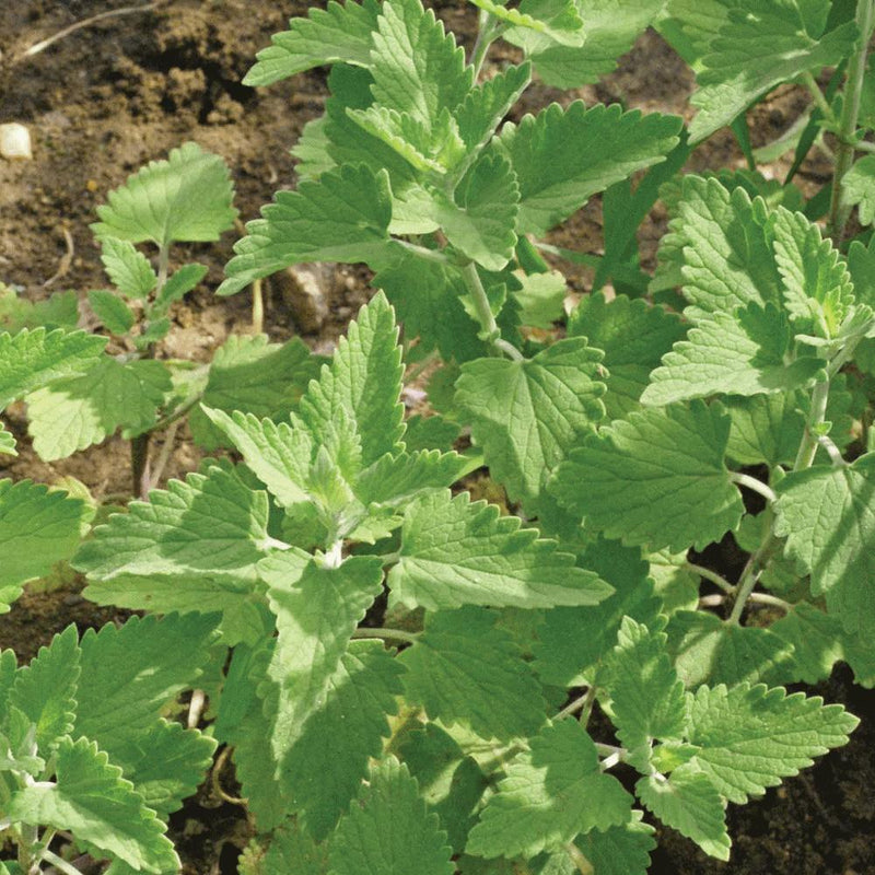 Catnip Seeds