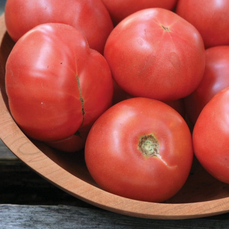 Arkansas Traveler Tomato