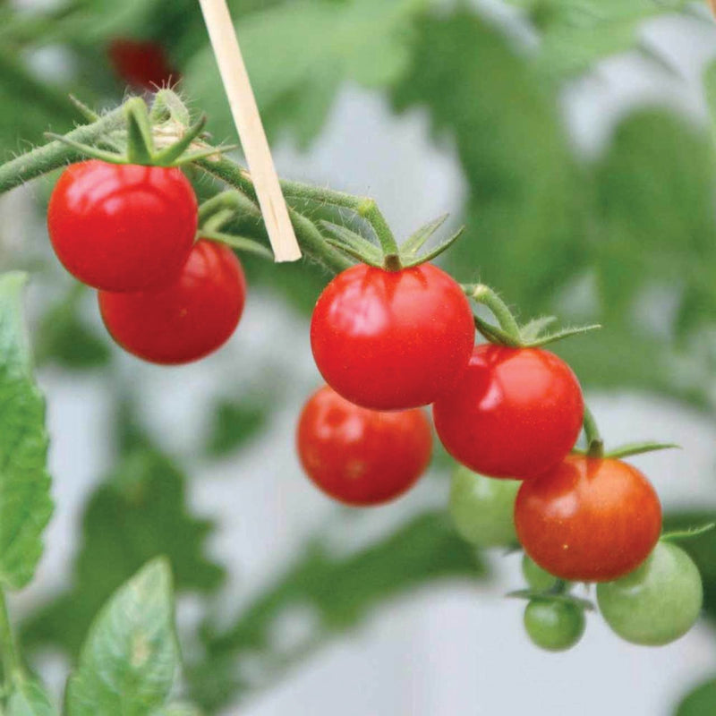 Mexico Midget Tomato