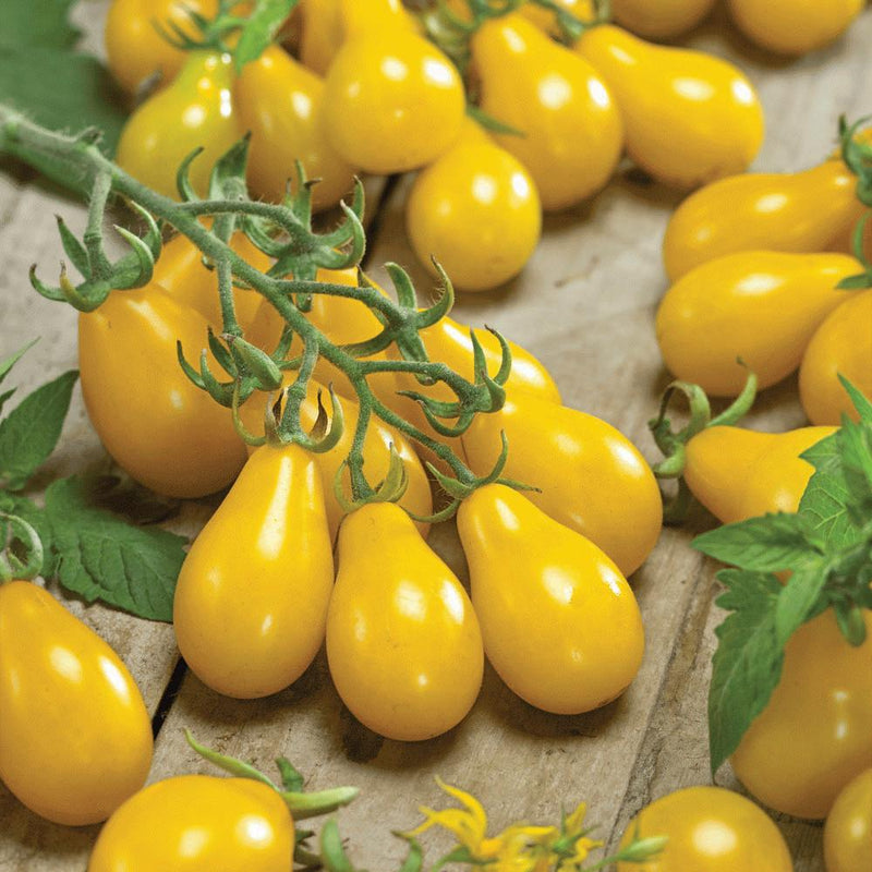 Yellow Pear Tomato