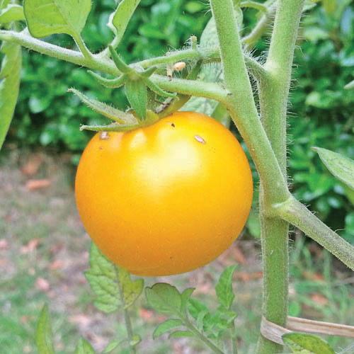 Sunray Tomato