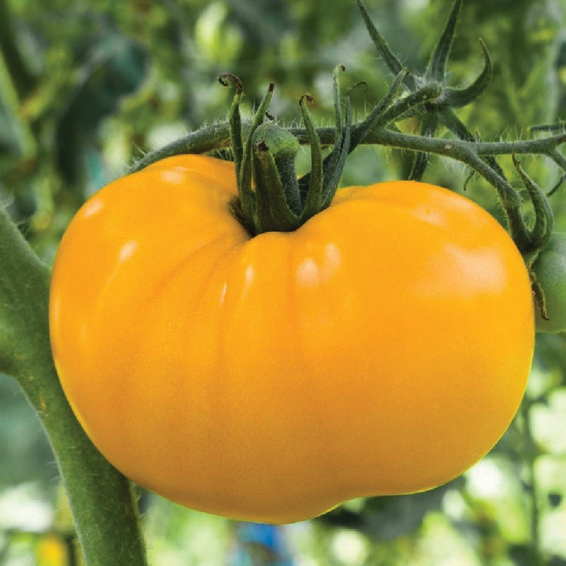 Azoychka Tomato