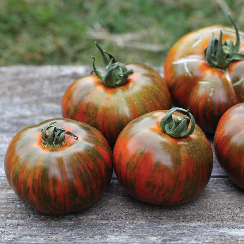 Chocolate Stripes Tomato