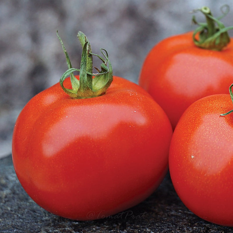 Sub Arctic Plenty Tomato