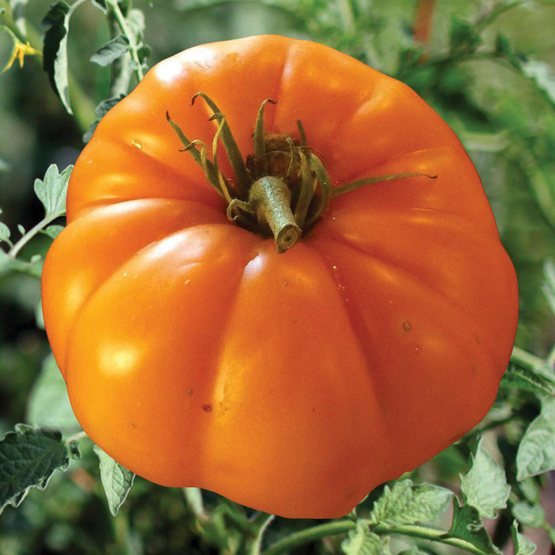 Persimmon Tomato