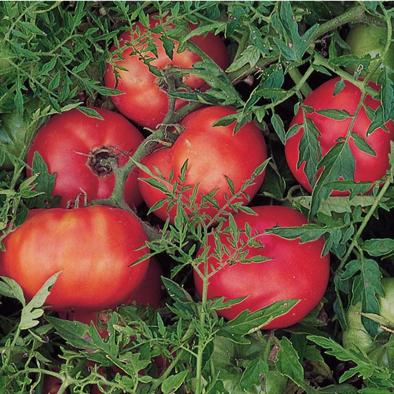 Silvery Fir Tree Tomato