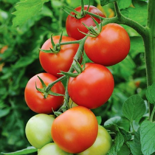 Early Cascade Tomato