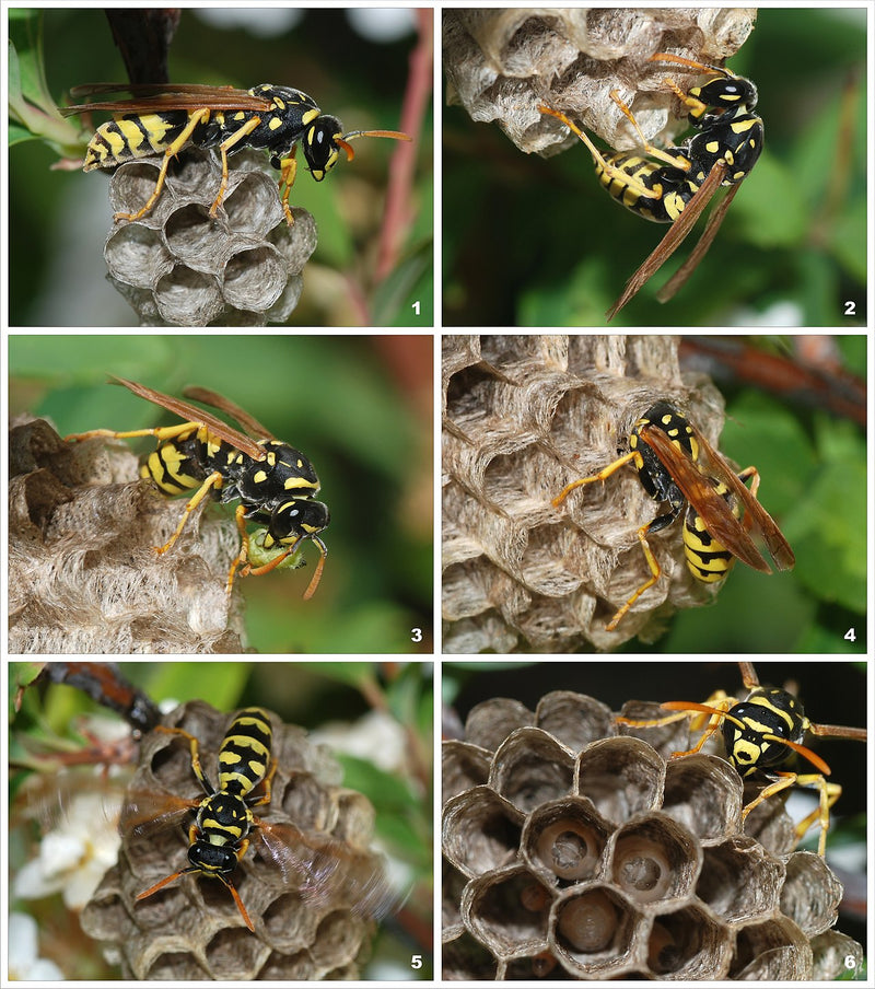 Wasp Nest Decoy