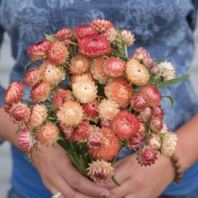 Apricot Strawflower