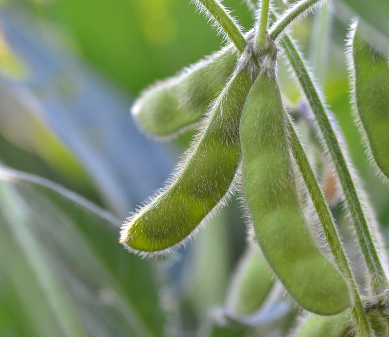 Shirofumi (Edamame) Soybean (Bush)