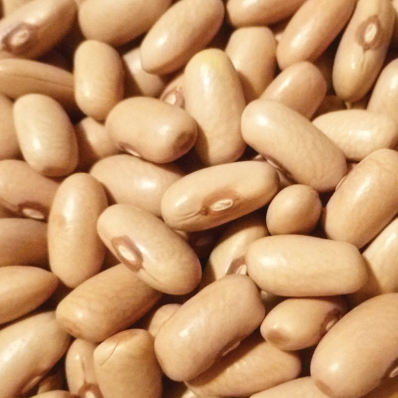 Arikara Yellow Bean (Bush)