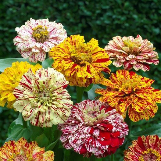 Candy Stripe Zinnia